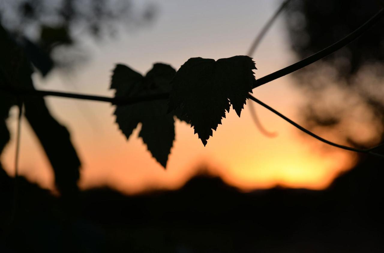 Agriturismo Arte Et Agricoltura Tuscania Bagian luar foto