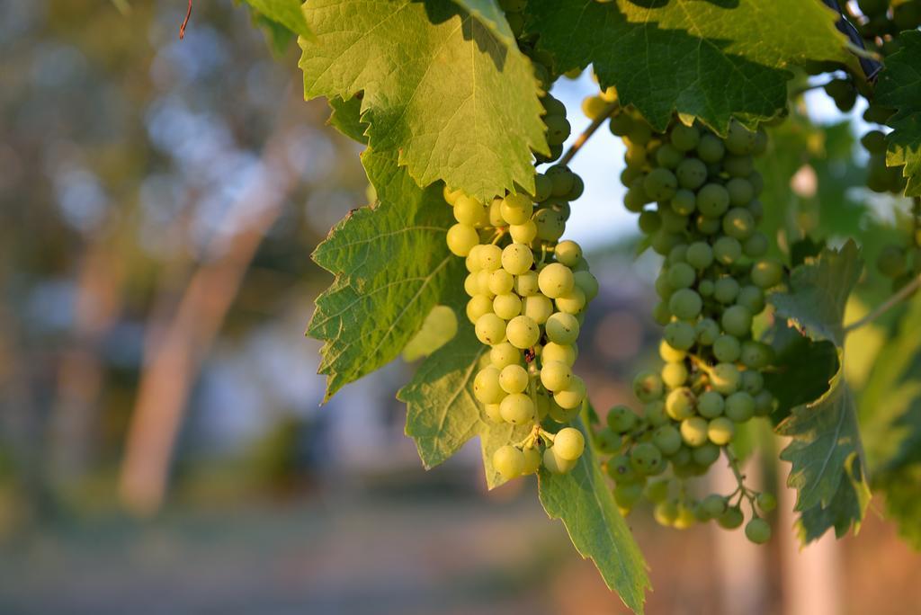 Agriturismo Arte Et Agricoltura Tuscania Bagian luar foto